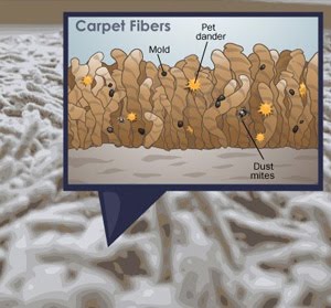 carpet_bacteria1